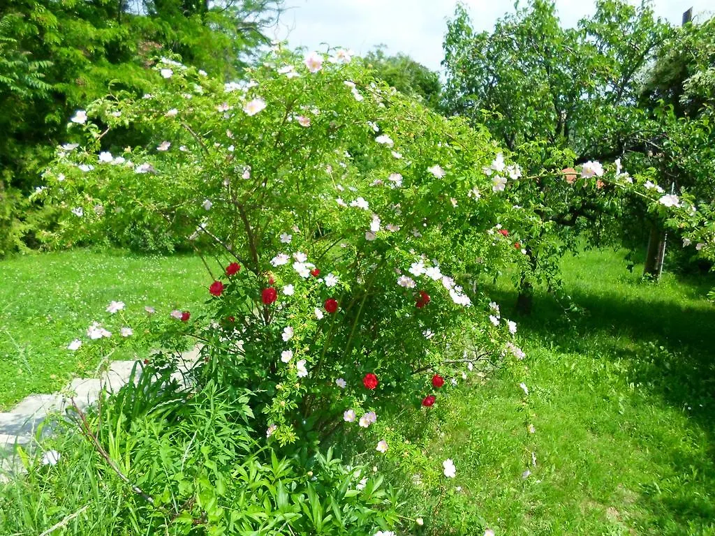 בודפשט Rooms For Wildroses 0*,  הונגריה